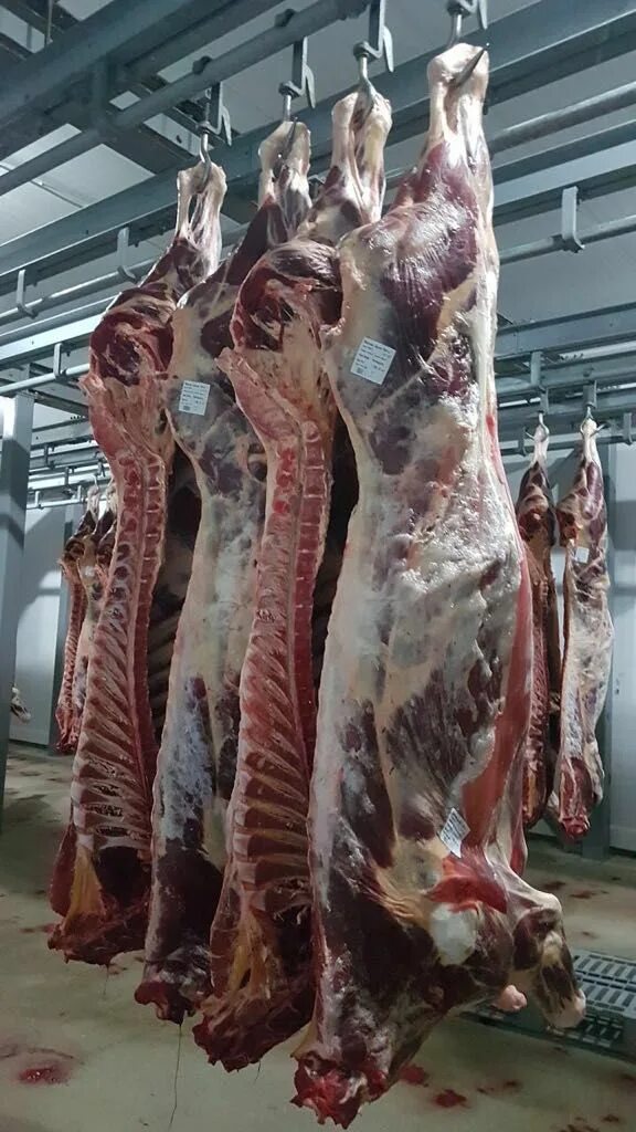 оптовом мясо