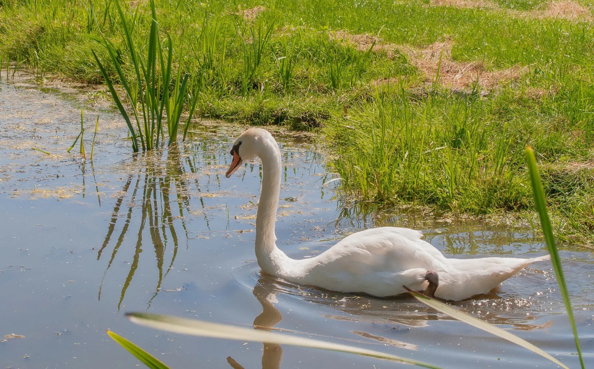 Лебеди с выводком лебедят. Гусь плывет. В пруду плавают утки лебеди. Утки гуси лебеди. Буэнос-айрес лебеди в парке.