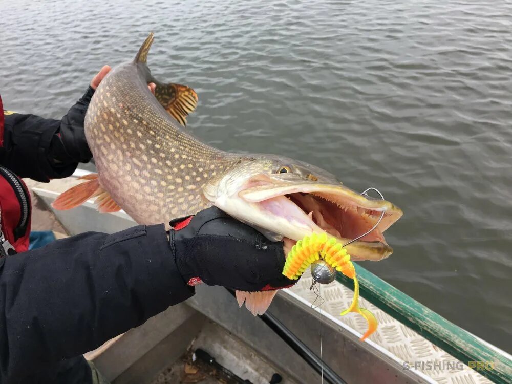 Челфишинг. Улов плотвы. Рыбалка на ахтубе. Ночная рыбалка на судака зимой. Крупный окунь на балансир.