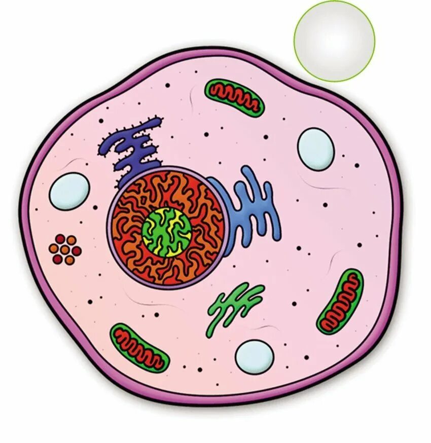 Рисунок модели клетки. Изображение клетки. Клетка биология. Живая клетка. Животная клетка.