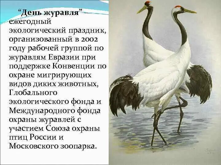 Журавль символ чего в россии. Всемирный день журавля. Тема:птицы журавль. Рассказ о Журавле. Журавль для детей.