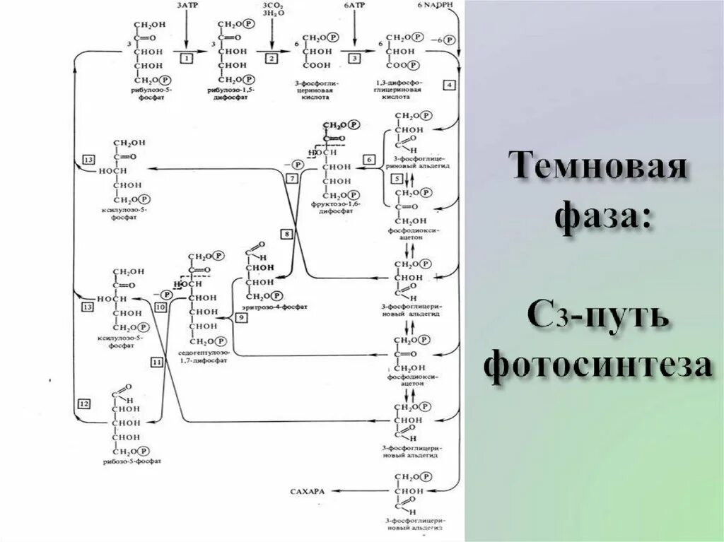 Цикл кальвина последовательность. C-3” путь фотосинтеза (цикл кальвина).. цикл кальвина рисунок. цикл кальвина биохимия. цикл кальвина в фотосинтезе.
