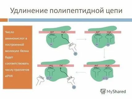Удлинение полипептидной цепи