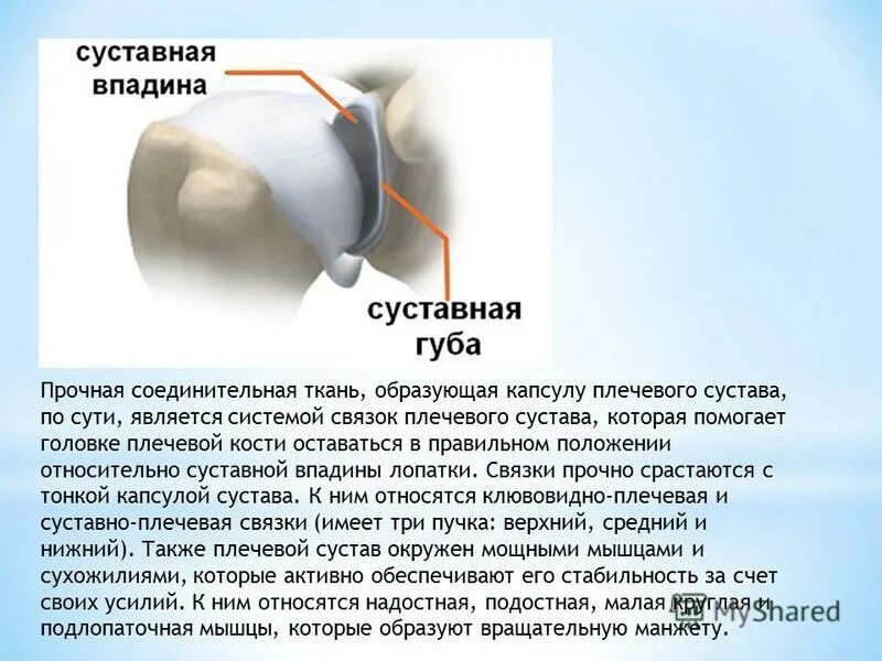 плечевой сустав правый вид спереди. сус авная впадина лопаткм. суставная впадина лопатки расположена. суставная впадина лопатки расположена. лопатка анатомия строение на латыни.
