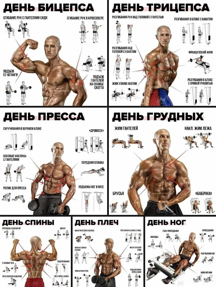 План тренировок на бицепс. План тренировки спина бицепс. Программа тренировок на бицепс. Подъем штанги на бицепс программа тренировок. План тренировок на бицепс.