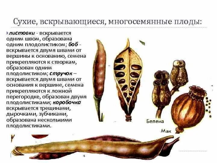 Плоды многосемянные крылатка. Плод сборная семянка. Многолистовка плод. Плод листовка примеры. Плод листовка примеры.
