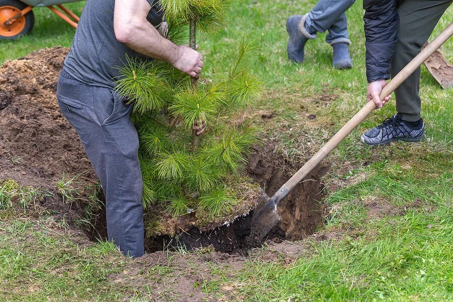 Можно ли выкапывать деревья. Лопата для посадки леса. Лопата для посадки саженцев сосны. Лопата для посадки кедра. Выкопка деревьев красиво.
