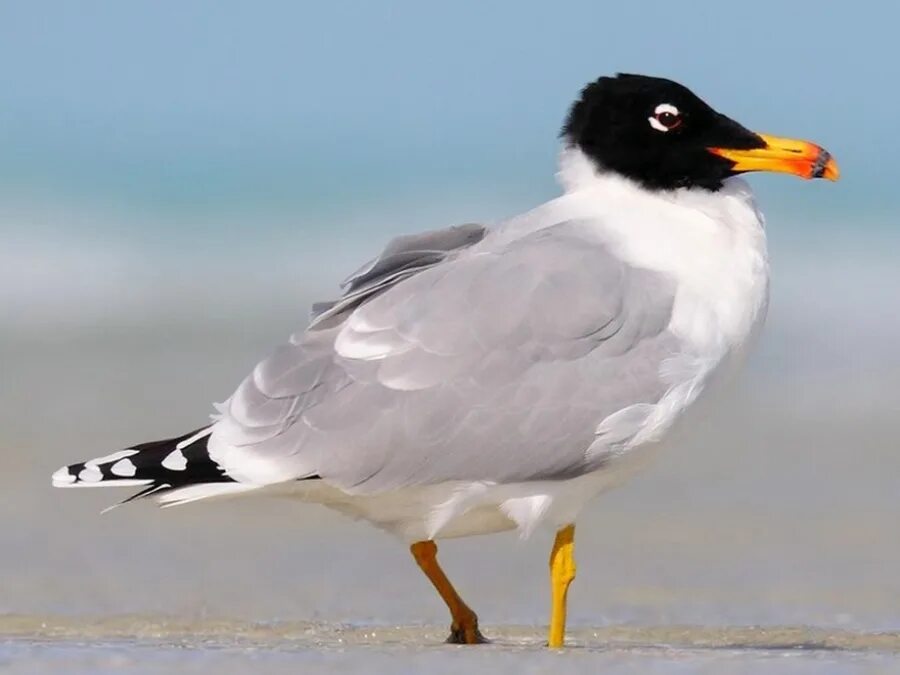 Черноголовая чайка. Черноголовый хохотун (Larus ichthyaetus). Серебристая Чайка черноголовый хохотун. Черноголовый хохотун – Larus ichthyaetus Pallas. Черноголовая Чайка хохотун красная книга.