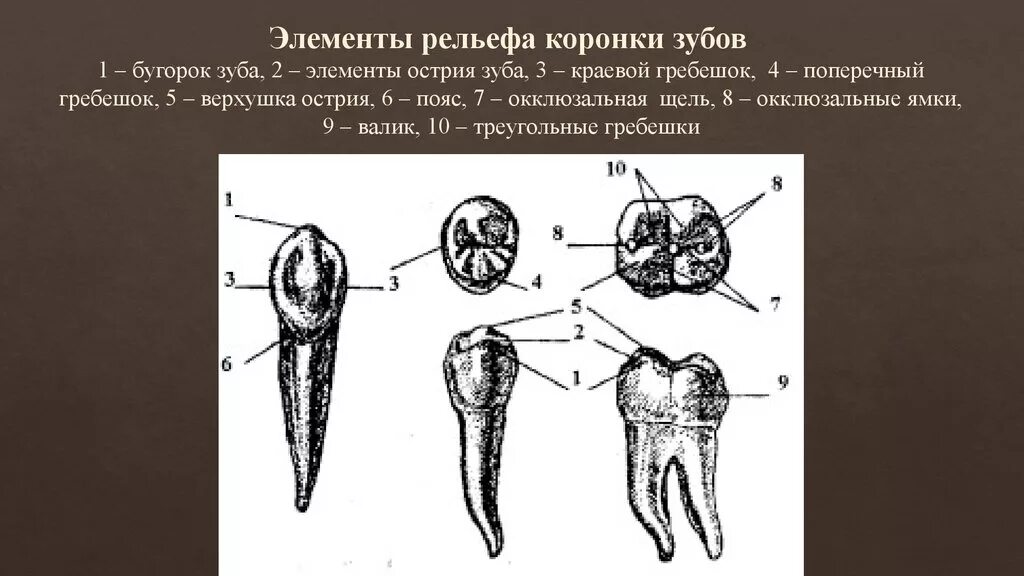 Элементы рельефа коронки. Элементы рельефа зуба. Поперечный гребешок зуба.