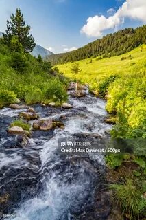 Фото цицы