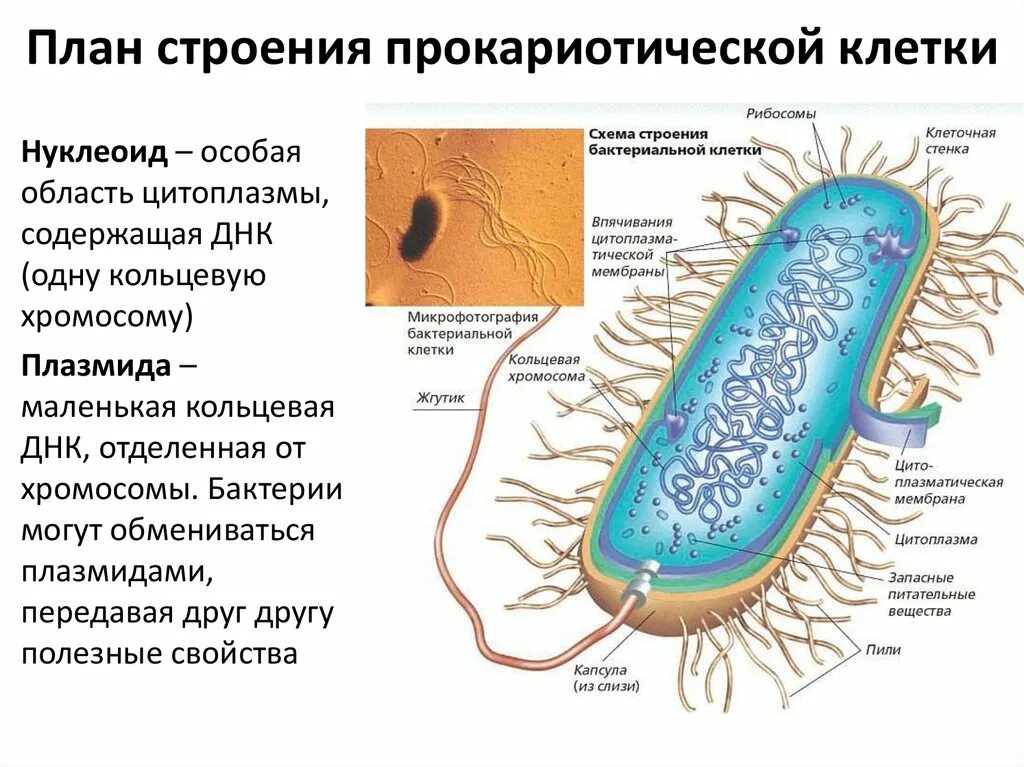 Клетка бактерии имеет днк. Строение прокариотической бактериальной клетки. Строение бактериальной клетки прокариот. Строение прокариотической микробной клетки.. Строение бактериальной клетки микробиология нуклеоид.