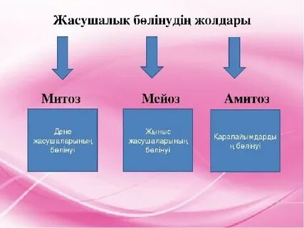 Митоз оның фазалары