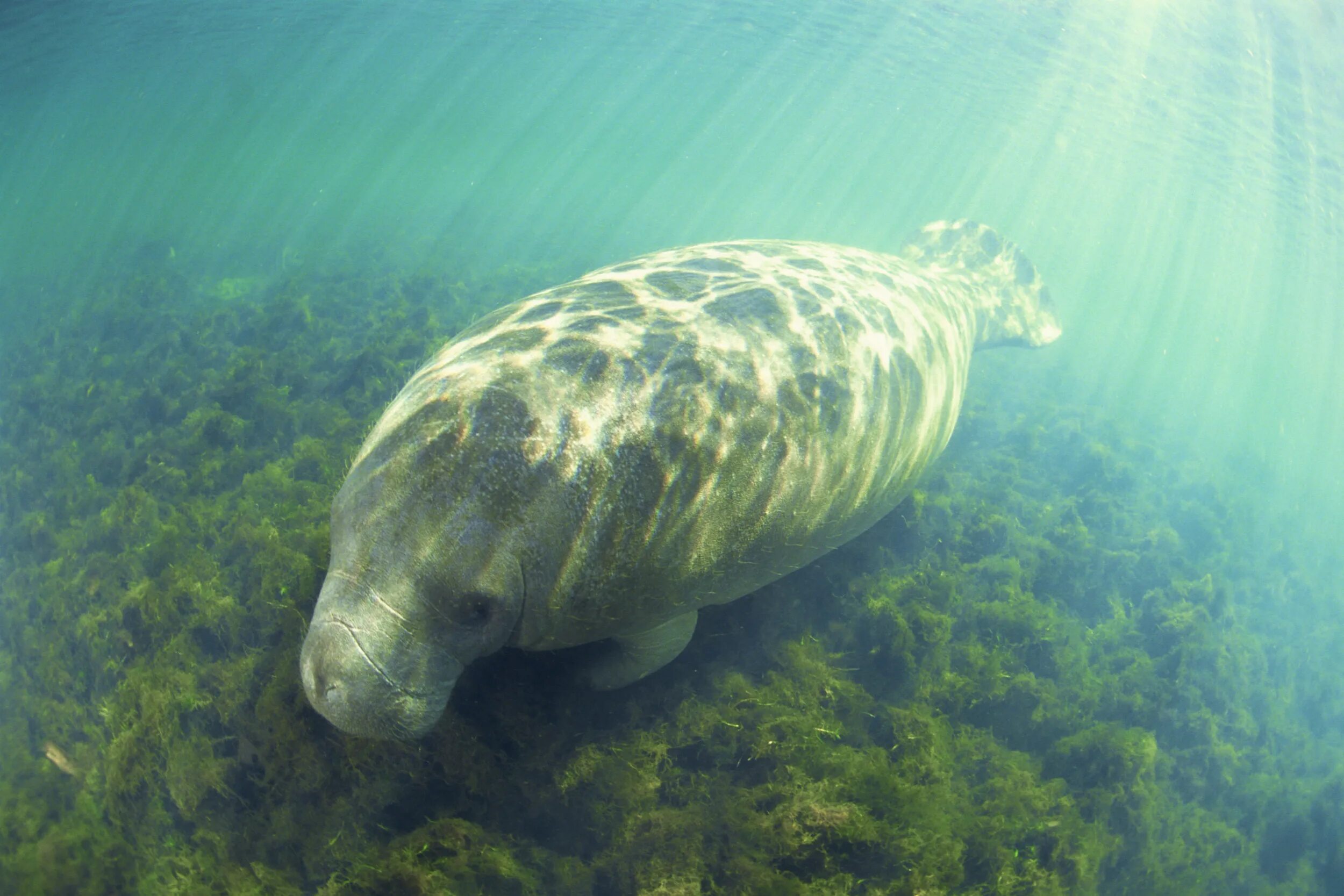 Дюгонь морская корова. Стеллерова морская корова. Амазонский Ламантин. Дюгонь скелет. Морская корова 8 букв