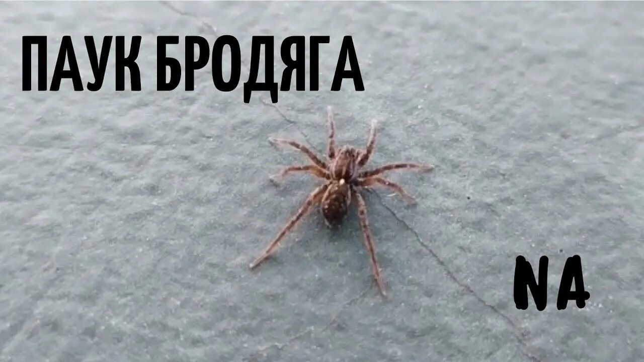 Паук волк черный