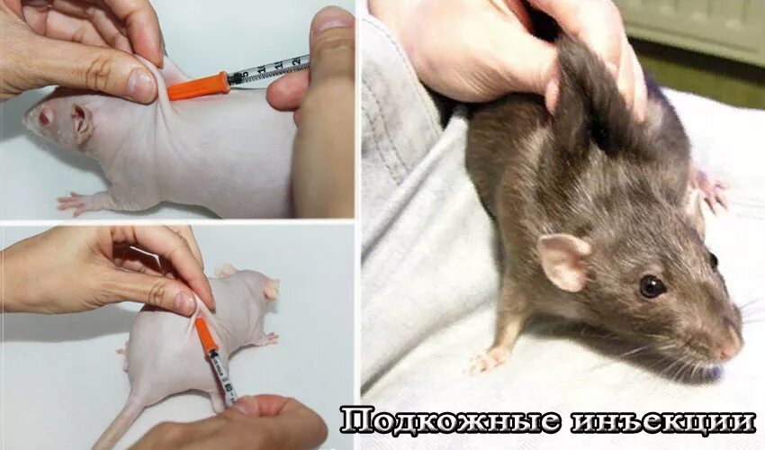 инсулин у крыс