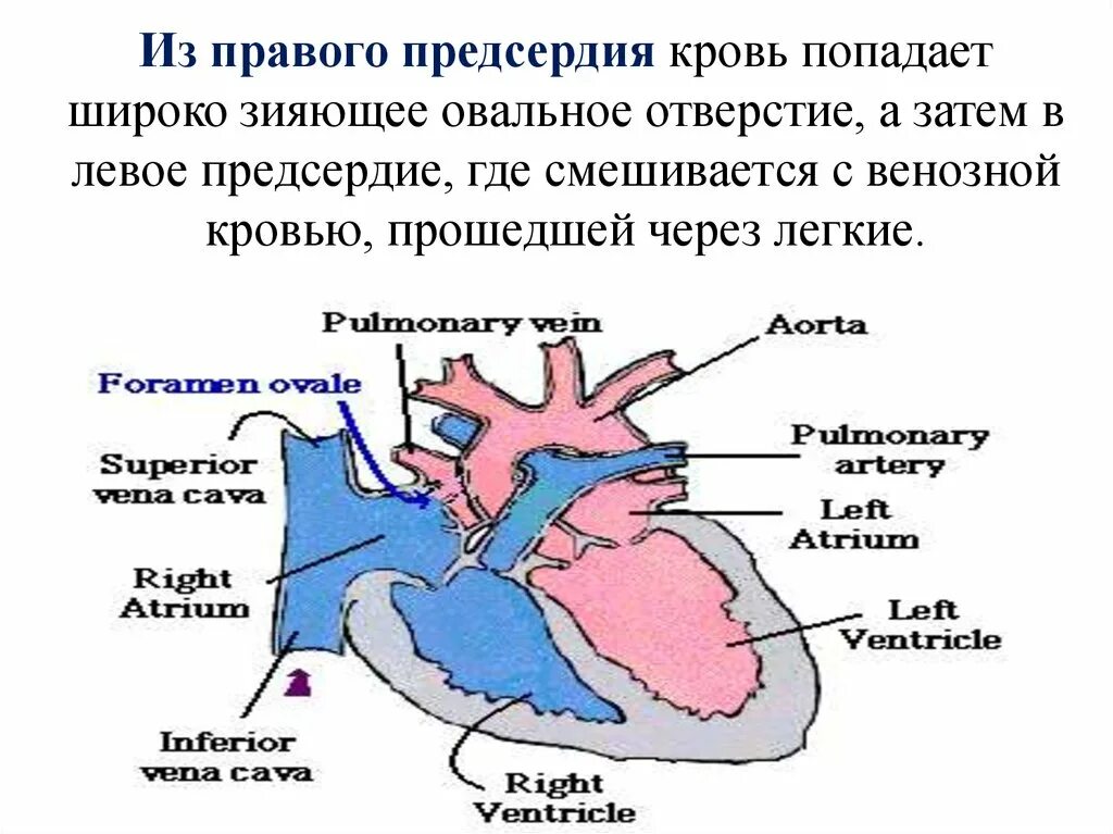 Овальное отверстие предсердия. Предсердие с венозной кровью. Овальное отверстие правого предсердия. Особенности предсердия