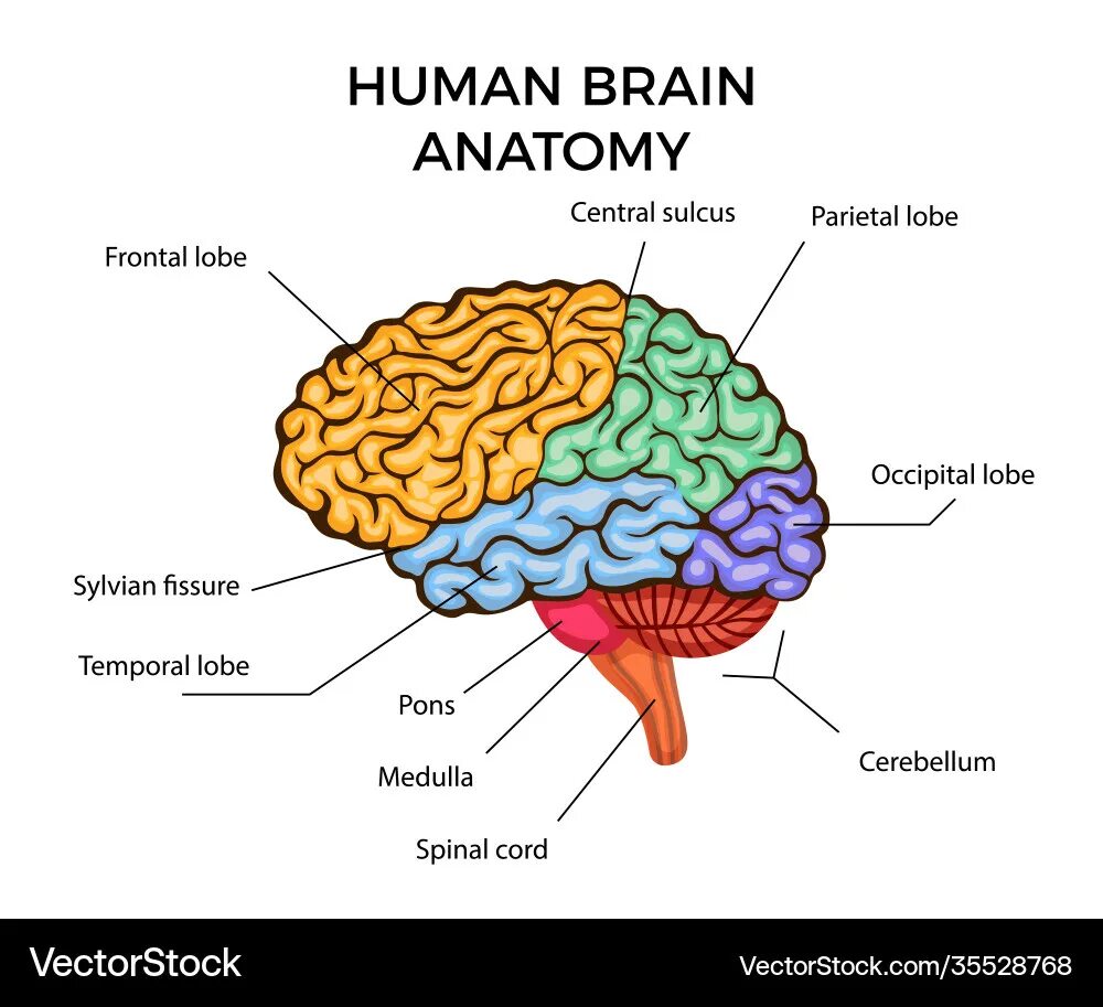 Parietal cortex. The parts of human brain and their functions. Тест головной мозг анатомия. Parts of human brain. Головной мозг анатомия.