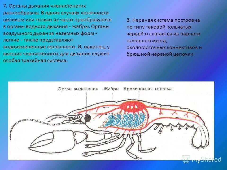 Дыхательная система членистоногих 7 класс. Дыхательная система членистоногих ракообразных. Дыхательная система членистоногих насекомых. Органы дыхания членистоногих. Каким органом дышит речной рак