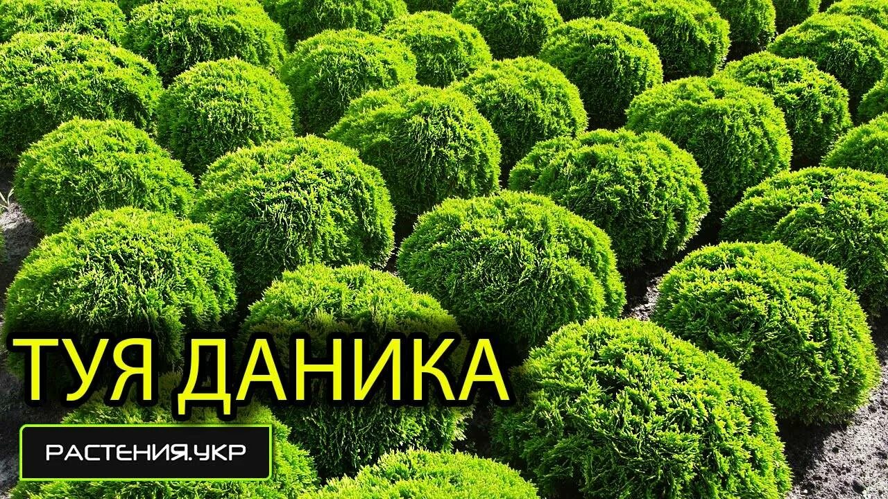 Характеристика даника мальца. Туя шаровидная Даника... Туя Даника Ауреа. Туя Западная Даника Ауреа. Туя Глобоза Даника.