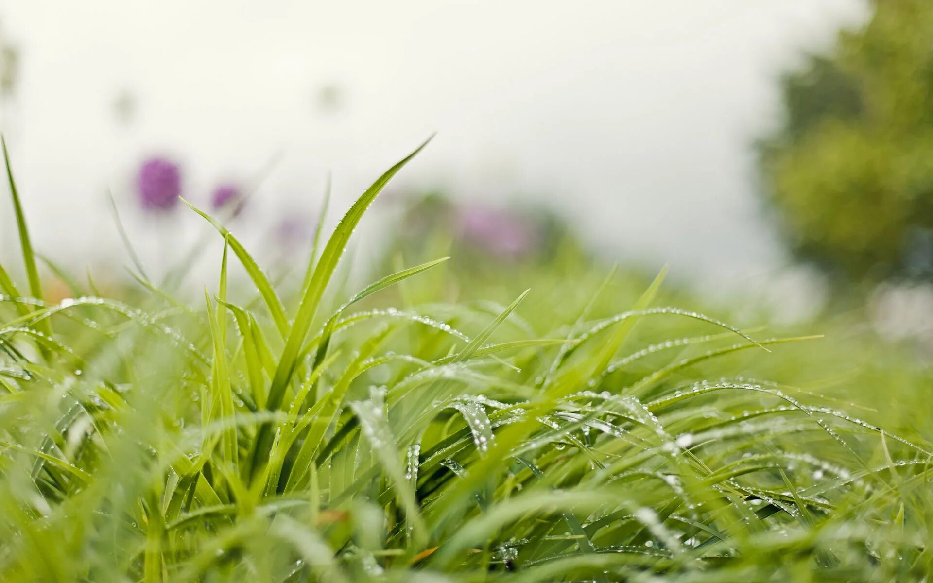 Grass plant. Природа трава. Трава фон. Пейзаж трава. Трава на переднем плане.