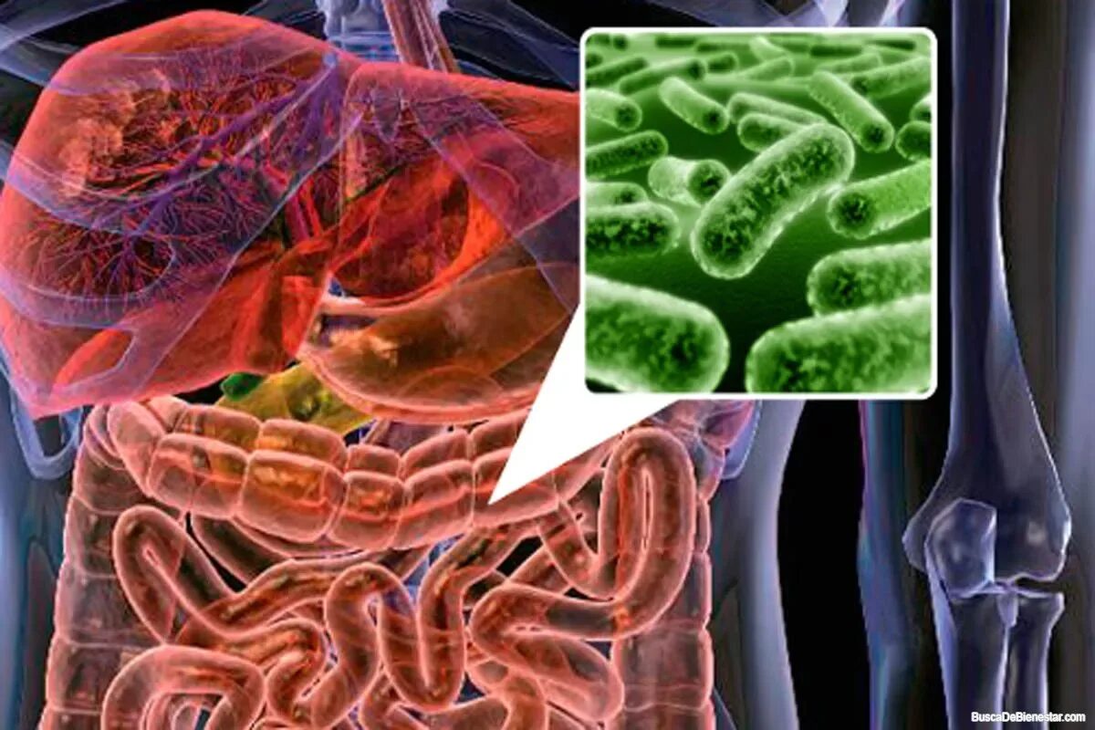 Микроорганизмы кишечника. Бактериальная флора кишечника. Кишечная микробиота. Функции нормальной микрофлоры организма человека. Микрофлора кишечника.