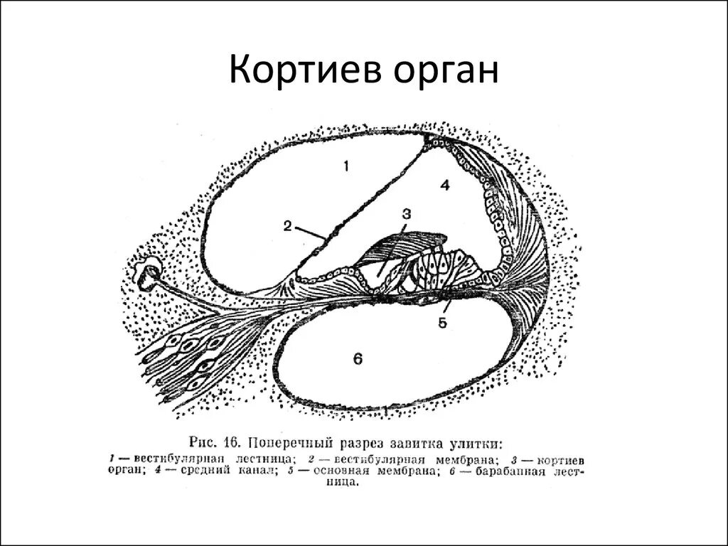 Кортиев орган слуха. Строение Кортиева органа гистология схема. Кортиев орган в улитке внутреннего уха. Схема Кортиева органа гистология. Кортиев орган на схеме уха.