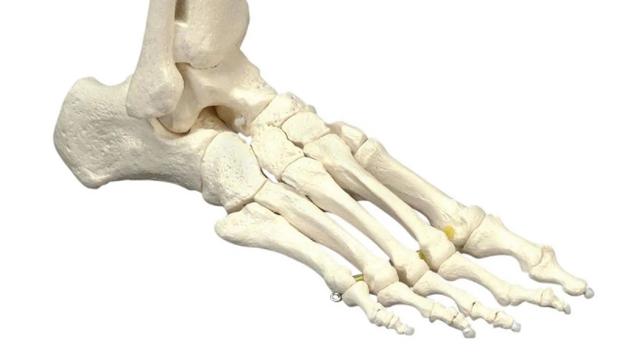 Скелет стопы. Скелет стопы. Конечности стопы кости. Кисти стопы. Кости ступни человека анатомия.