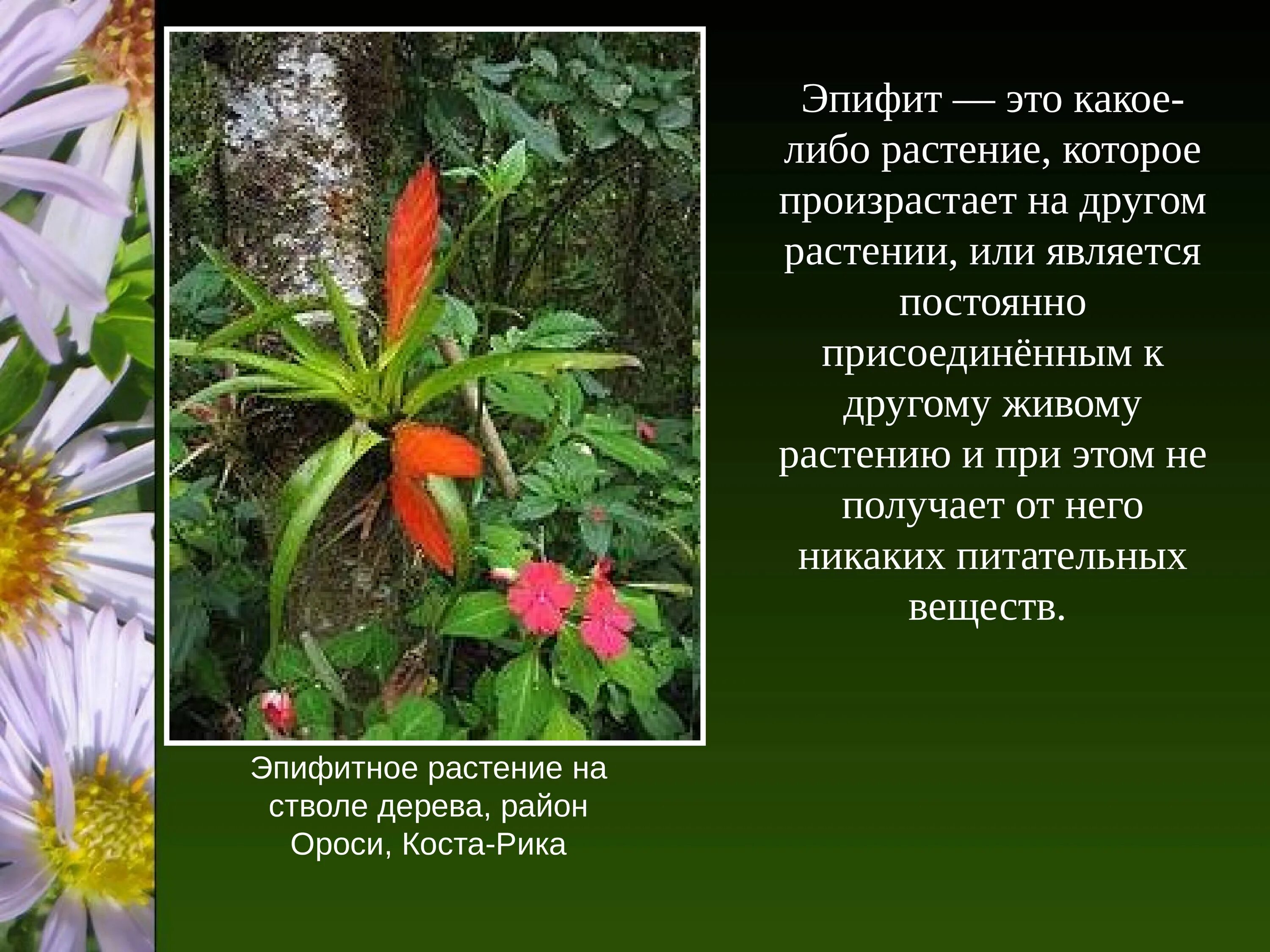 Отношения между деревом и эпифитом. Эпифиты Южной Америки. Растения Эпифиты. Эпифиты это растения которые. Эпифиты это в биологии.