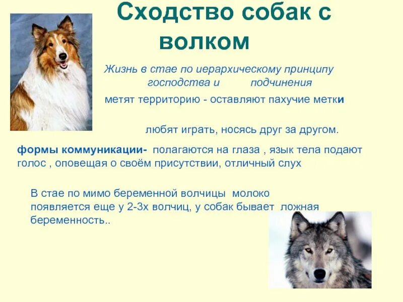 Различие собак. Отличие волка от собаки. собака и волк сходства и различия. волк и собака отличия. различие между собакой и волком.