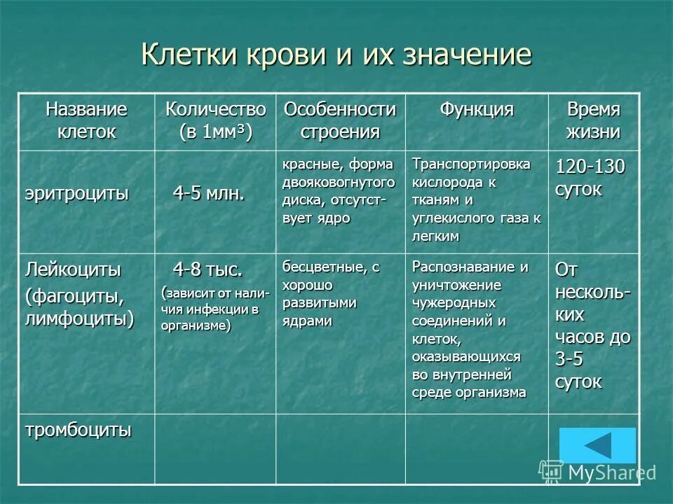 Группа мышц особенности строения функции. Название клеток. установите соответствия между мышцами и их функциями. установите соответствие между клетками крови и их функциями. установите соответствие между мышцами и их строением и функциями.