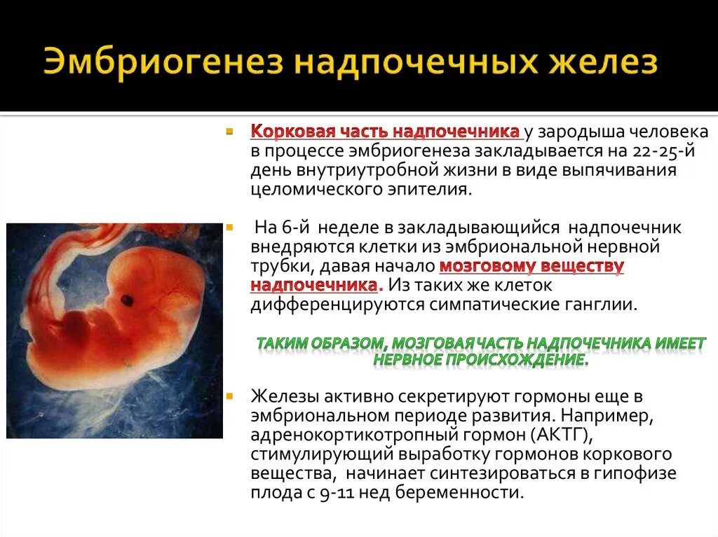 Эмбриогенез. Развитие человека эмбриогенез. Эмбриональное развитие надпочечников. Процесс эмбриогенеза.