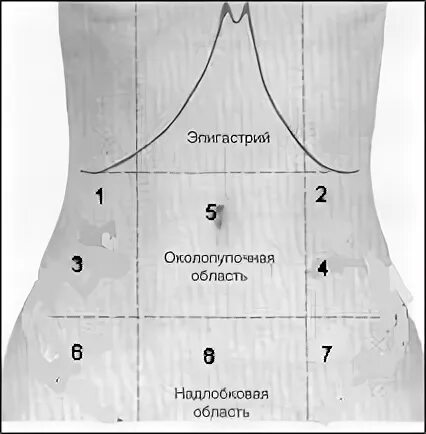 Надлобковая область. Правая подреберная область. Фланки живота. Правый и левый фланк живота.