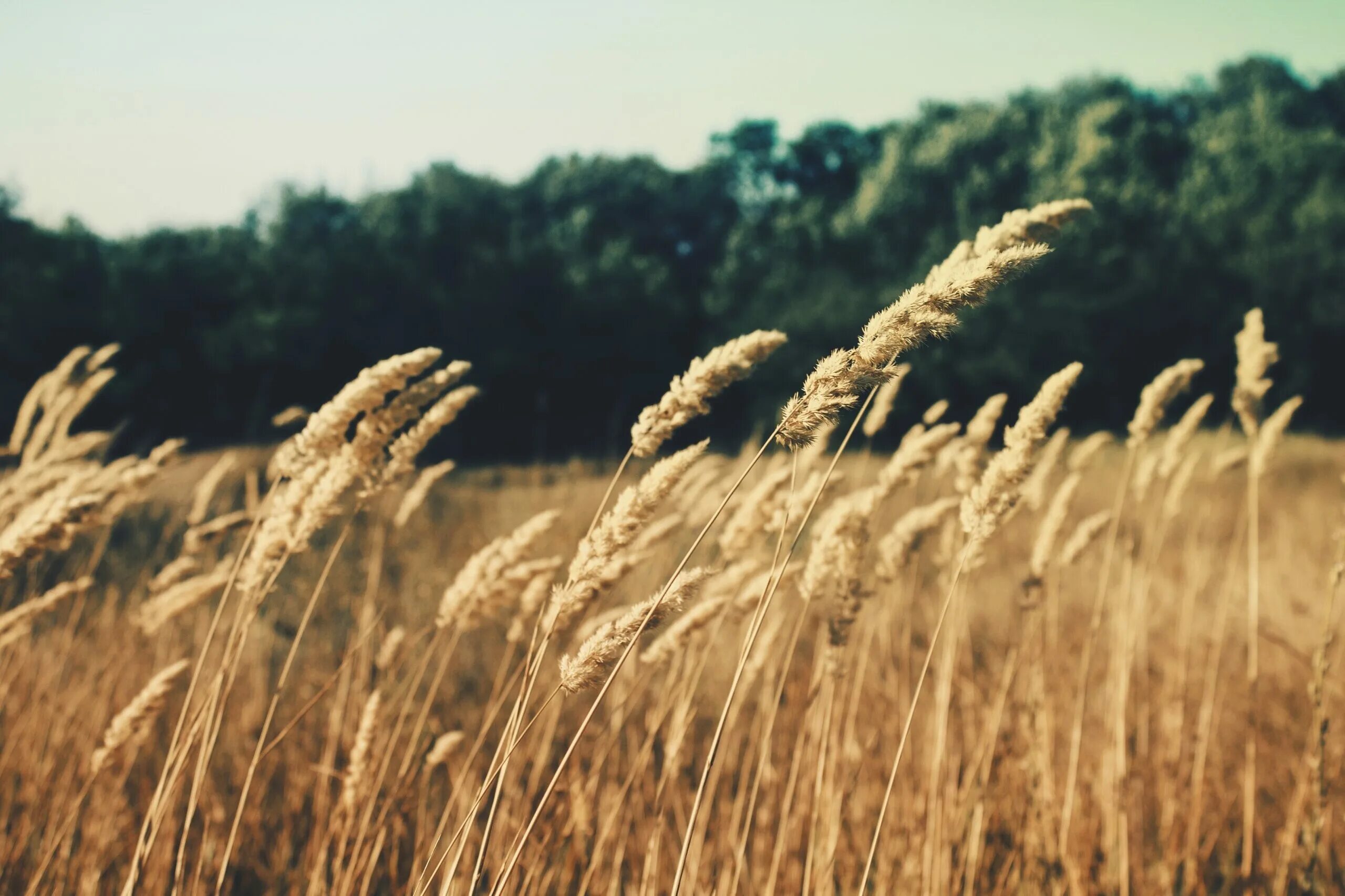 Колосья хлеба. Колосья пшеницы. British grow wheat. Колосья ржи. Эстетика травы в поле.