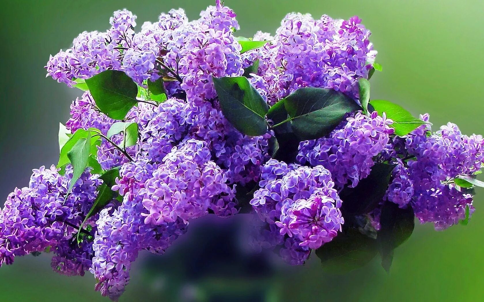 Сирень молли энн. Сиреневый рай. Сиринга нимфа сирени. Сиреневый рай. Сиреневый рай.