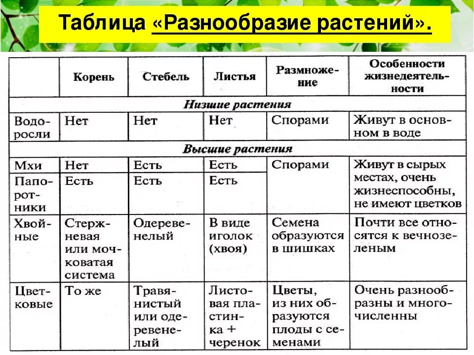 Разнообразие животных и растений 3 класс тест. Таблица по окружающему миру 3 класс разнообразие растений. биология 5 класс таблица растения. таблица разнообразие растительного мира. таблица по биологии.