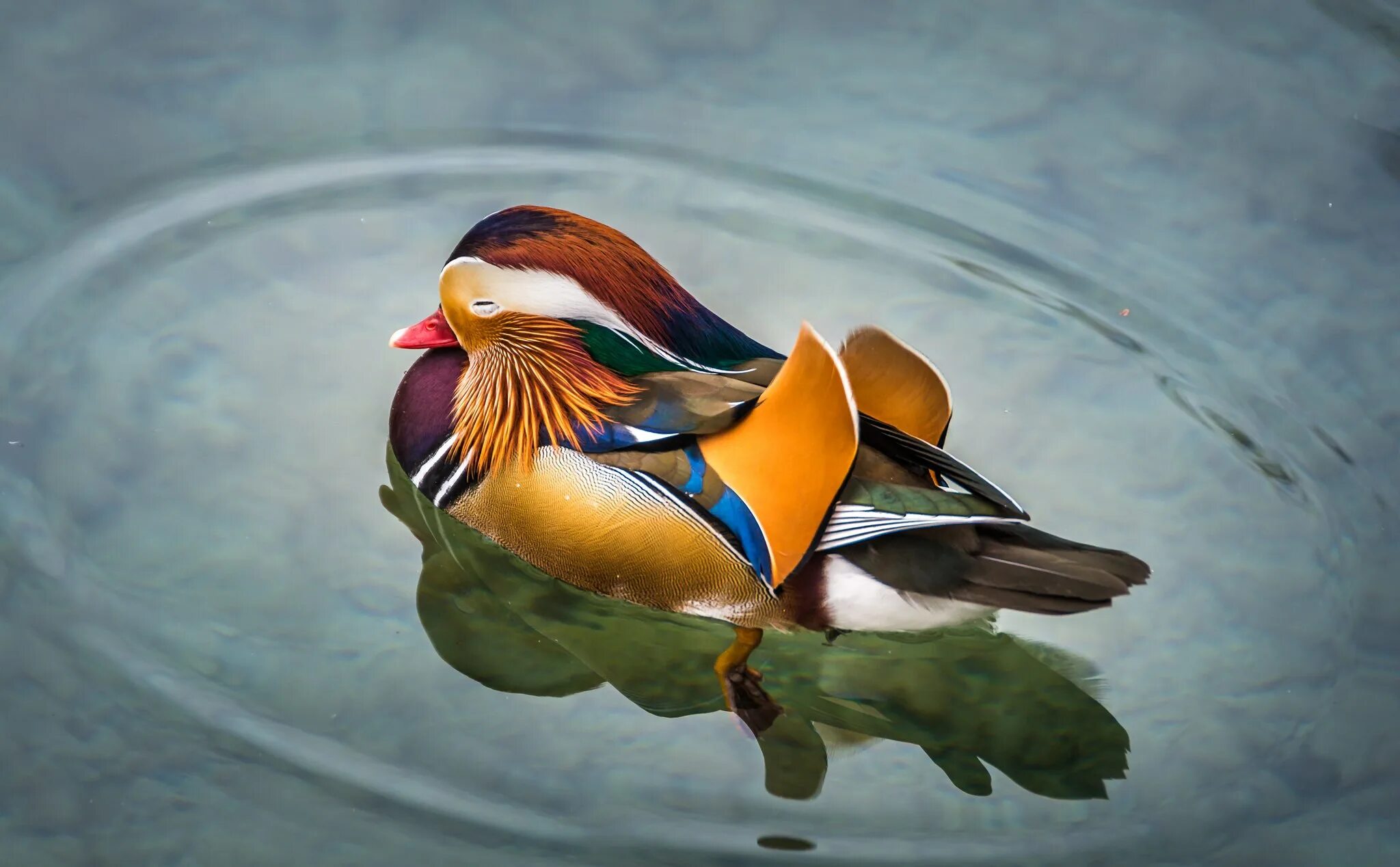 LAMINATED POSTER Ducks Animals Merganser Piette Wild Duck Birds Poster Print 11 