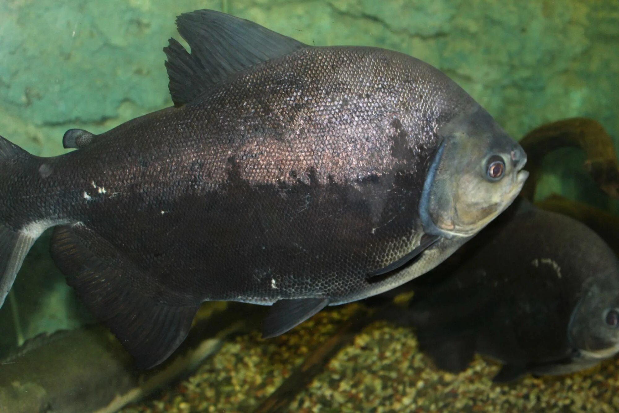 Хирург ктенохет желтоглазый. Бурая рыба. Бурая рыба. Бурая рыба. Пиранья паку.