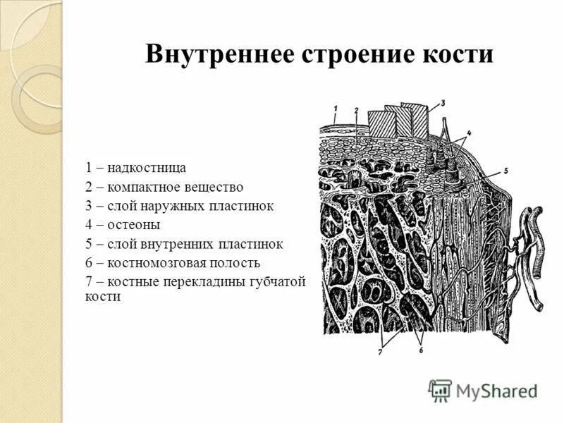 Микроскопическое строение компактного вещества кости рисунок. Микроскопическое строение костной ткани. Микроскопическое строение компактного вещества кости. Микроскопическое строение костной ткани 8 класс. Пластинчатый слой