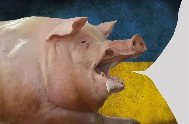 Хряк громко визжит