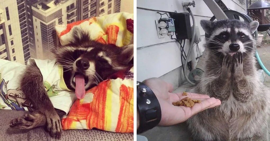 енот-полоскун. енот полоскун смешной. приколы про енотов видео. смешные еноты до слез. смешные еноты до слез.