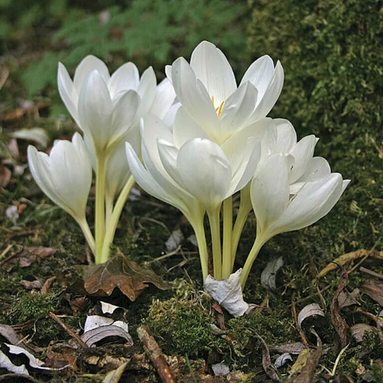 Безвременник осенний альбум. Безвременник осенний Colchicum autumnale. Autumnale album безвременник. Autumnale album колхикум. Безвременник фото цветов и описание