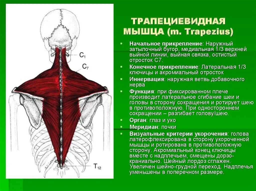 Верхняя трапециевидная. Иннервация трапециевидной мышцы. Иннервация трапециевидной мышцы спины. Трапециевидная мышца спины функции. M Trapezius прикрепление.