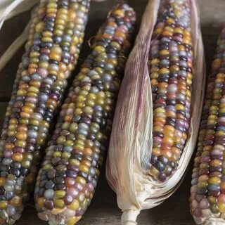 Glass corn