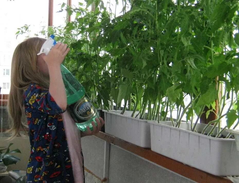 Огурцы помидоры на балконе. Томат балконное чудо рассада. Помидоры на лоджии. Огурцы помидоры на балконе. Огурцы и помидоры на балконе.