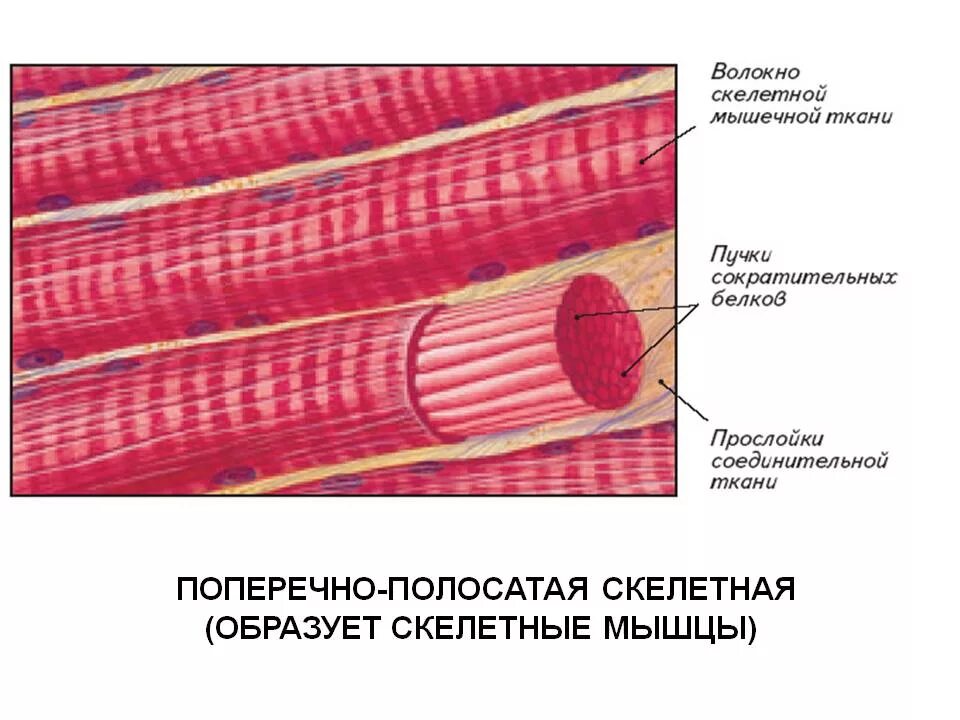 Скелетная поперечно полосатая мускулатура состоит из. Поперечно полосатую мышечную ткань образуют клетки. Скелетные поперечнополосатые мышечные ткани. Поперечнополосатая Скелетная мышечная ткань. Строение поперечно полосатой мышечной клетки.