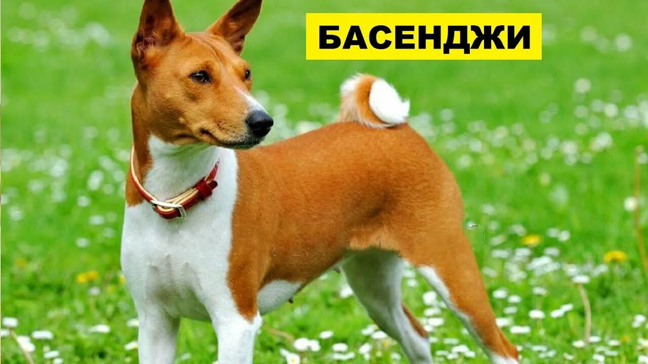Африканская собака басенджи (37 фото) - 37 фото