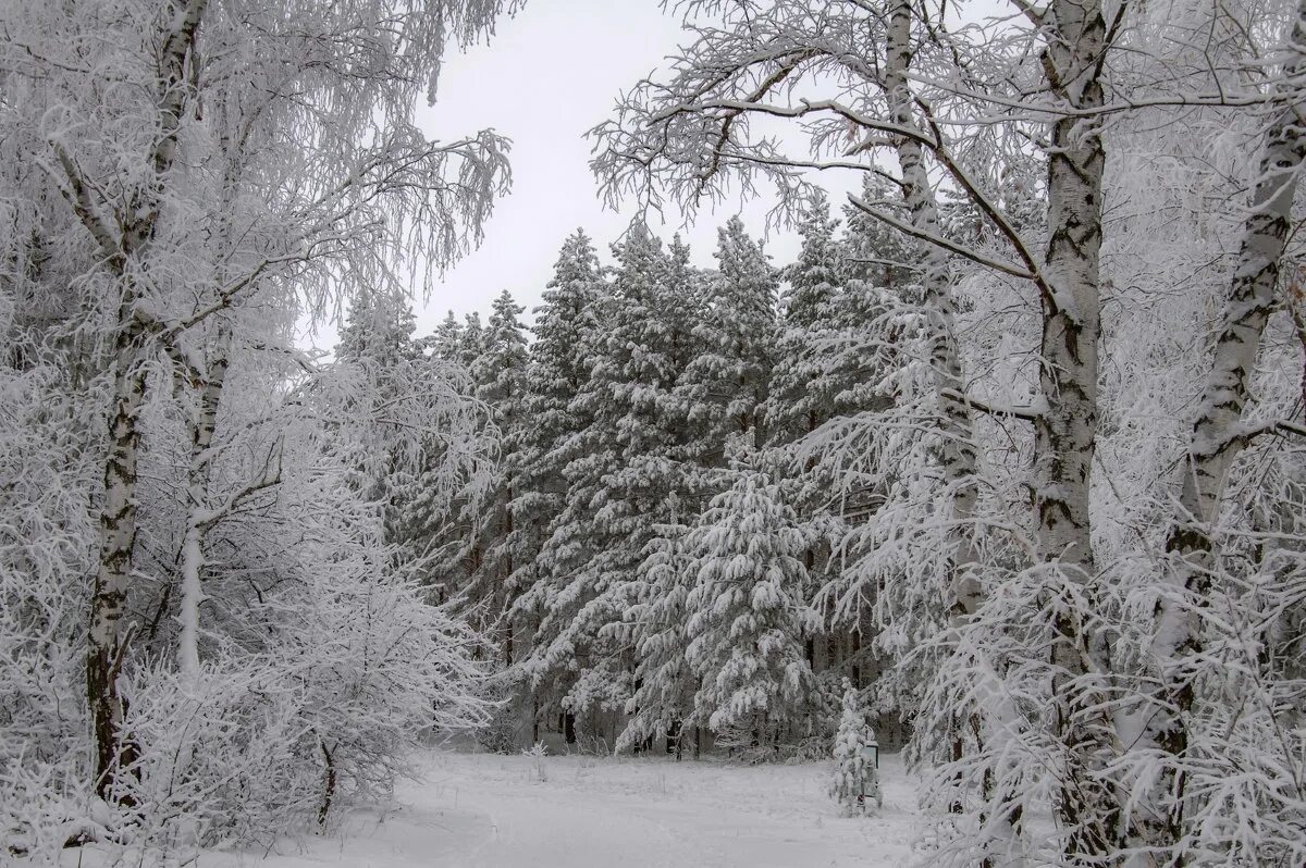 зимой в лесу. красивая зима. зимний лес. снег везде. заснеженный лес.