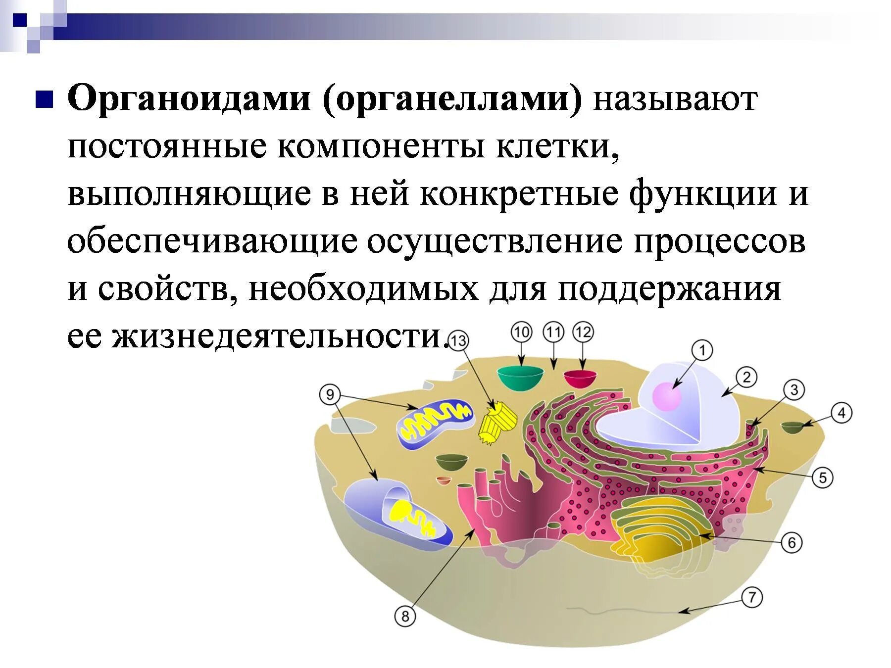 Функции составляющих клетки. Органоиды клетки. Постоянные компоненты клетки. Органеллы клетки. Назовите органеллы клетки обеспечивающие ее.