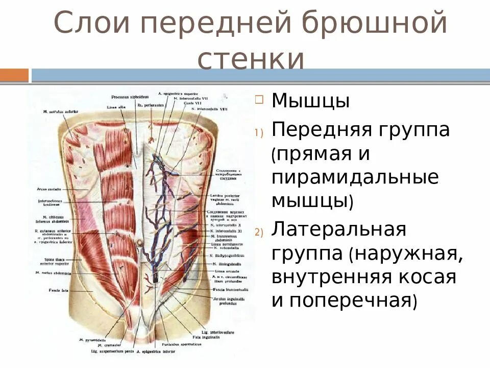 Стенка анатомия. Мышцы брюшной стенки топографическая анатомия. Передняя брюшная стенка топографическая анатомия. Топографическая анатомия передней брюшной стенки живота. Слои живота топографическая анатомия.