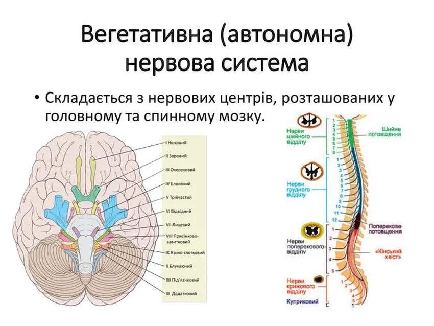 Нервная система. Вегетативна нервова система. Автономна нервова система. Нервова система це.